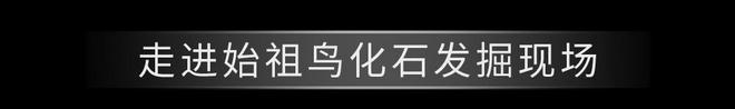 化之旅感受来自亿万年前的生命共鸣z6尊龙网站登录入口溯源始祖鸟进(图14)